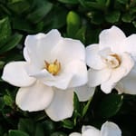 View Steady As She Goes® - Gardenia