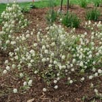 View Legend Of The Small® - Fothergilla