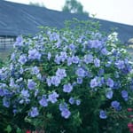 View Blue Chiffon® - Hibiscus syriacus