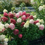 View Little Lime Punch® - Panicle Hydrangea