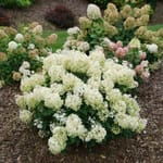 View Puffer Fish®  - Panicle Hydrangea