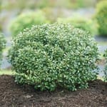 View Strongbox® - Liex glabra