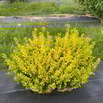 View Glow Pop® - Liex crenata