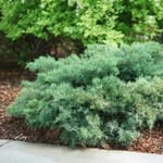 View Montana Moss® - Juniperus