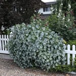 View Kintzley's Ghost® - Lonicera reticulata