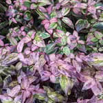 View Paisley Pup® - Leucothoe fonanesiana