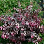 View Jazz Hands® - Loropetalum chinense
