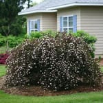 View Summer Wine® - Physocarpus opulifolius