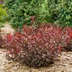 View Stay Classy® - Prunus