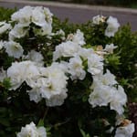 View Perfecto Mundo® Double White Azalea - Rhododendron
