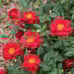 View Oso Easy Urban Legend® - Rosa