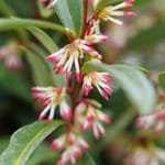 View Sweet & Lo® - Sarcococca hookeriana