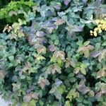 View Double Play Blue Kazoo® - Spiraea media