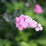 View Proud Berry® - Symphoricarpos