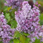 View Scentara Double Blue® - Syringa