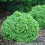 View Tater Tot® - Thuja occidentalis