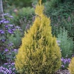 View Fluffy® - Thuja plicata