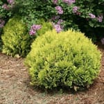 View Anna's Magic Ball® - Thuja occidentalis