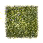 View Yellow Boxwood