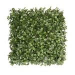 View Ficus Hedge