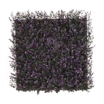View Purple Buxus