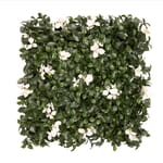 View Cape Jasmine