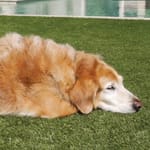 View K9 Deluxe Turf 