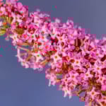 View First Editions® Trippy Pink™ Buddleia: Buddleia davidii 'Bailbudone' PPAF