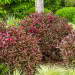 View First Editions® Shining Sensation™ Weigela: Weigela florida 'Bokrashine'