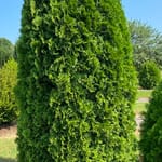 View First Editions® Tall Guy® Arborvitae: Thuja occidentalis 'RutThu5' PP35,180