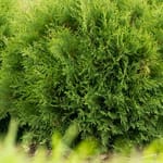 View First Editions® Planet Earth® Arborvitae: Thuja occidentalis ''RutThu4' PP35,297
