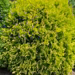 View First Editions® Lemon Burst® Arborvitae: Thuja occidentalis  'RutThu3' PP35,206