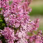 View First Editions® Pinktini™ Lilac: Syringa x prestoniae 'Jeftini' PP32,724