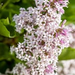 View First Editions® Little Lady™ Lilac: Syringa x 'Jeflady' PP30,331