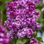 View First Editions® Virtual Violet® Lilac: Syringa 'Bailbridget' PP30,286