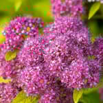 View First Editions® Little Spark®  Spirea: Spiraea japonica 'Minspil04' PP30,819