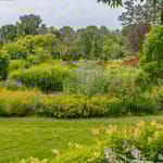 View First Editions® Matcha Ball® Ash Leaf Spirea: Sorbaria sorbifolia 'Levgreen' PP31,202
