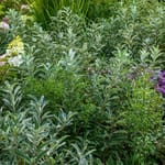 View First Editions® Iceberg Alley® Sageleaf Willow: Salix candida 'Jefberg'