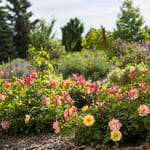 View First Editions® Campfire Rose: Rosa 'CA 29' PP24,435