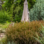 View First Editions® Little Devil™ Ninebark: Physocarpus opulifolius 'Donna May' PP22,634