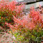 View First Editions® Cool Glow® Pomegranate Nandina: Nandina domestica 'ZhNan53' PP32,422