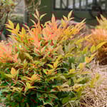 View First Editions® Cool Glow® Peach Nandina: Nandina domestica 'ZhNan28' PP32,397