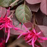 View First Editions® Crimson Fire™ Fringe Flower: Loropetalum chinense var. rubrum 'PIILC-I' PP25,534