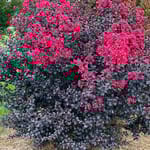 View First Editions® Shadow Magic™ Crapemyrtle: Lagerstroemia 'Bailllagtwo' PP34,639