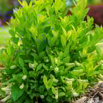 View First Editions® Love Child® Sweetspire: Itea virginica 'Bailteaone' PP31,318