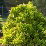 View First Editions® BananAppeal® Small Anise Tree: Illicium parviflorum 'PIIIP-I' PP28,887