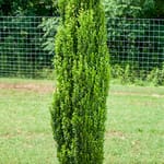 View First Editions® Straight & Narrow® Japanese Holly: Ilex crenata 'PIIIC-I' PP29,578