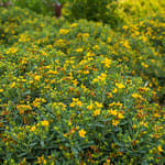 View First Editions® Cobalt-n-Gold™ Hypericum: Hypericum kalmianum 'PIIHYP-I' PP25,318