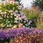 View First Editions® Vanilla Strawberry™ Hydrangea: Hydrangea paniculata 'Renhy' PP20,670