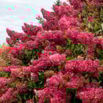 View First Editions® Berry White® Panicle Hydrangea: Hydrangea paniculata 'Renba' PP28,509